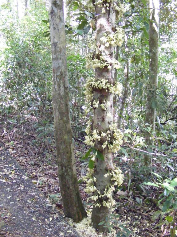 查姆胡观光园和小屋 Lake Eacham 外观 照片