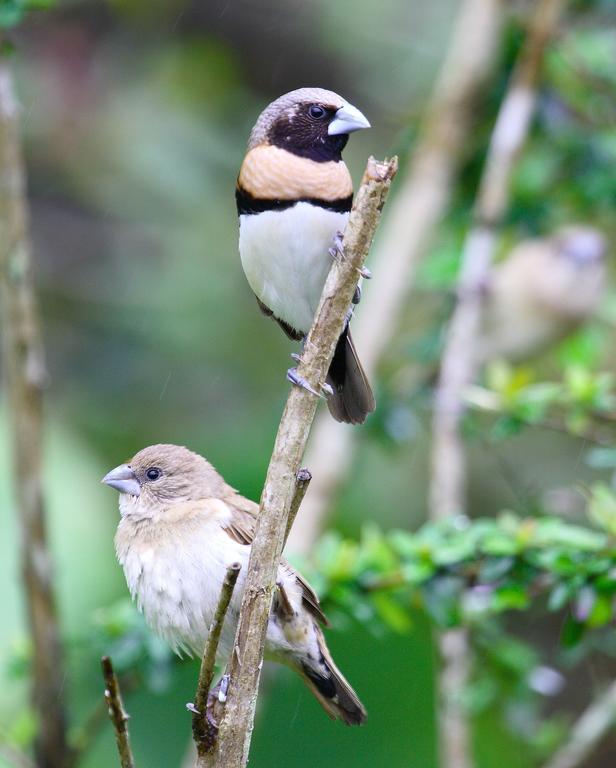 查姆胡观光园和小屋 Lake Eacham 外观 照片
